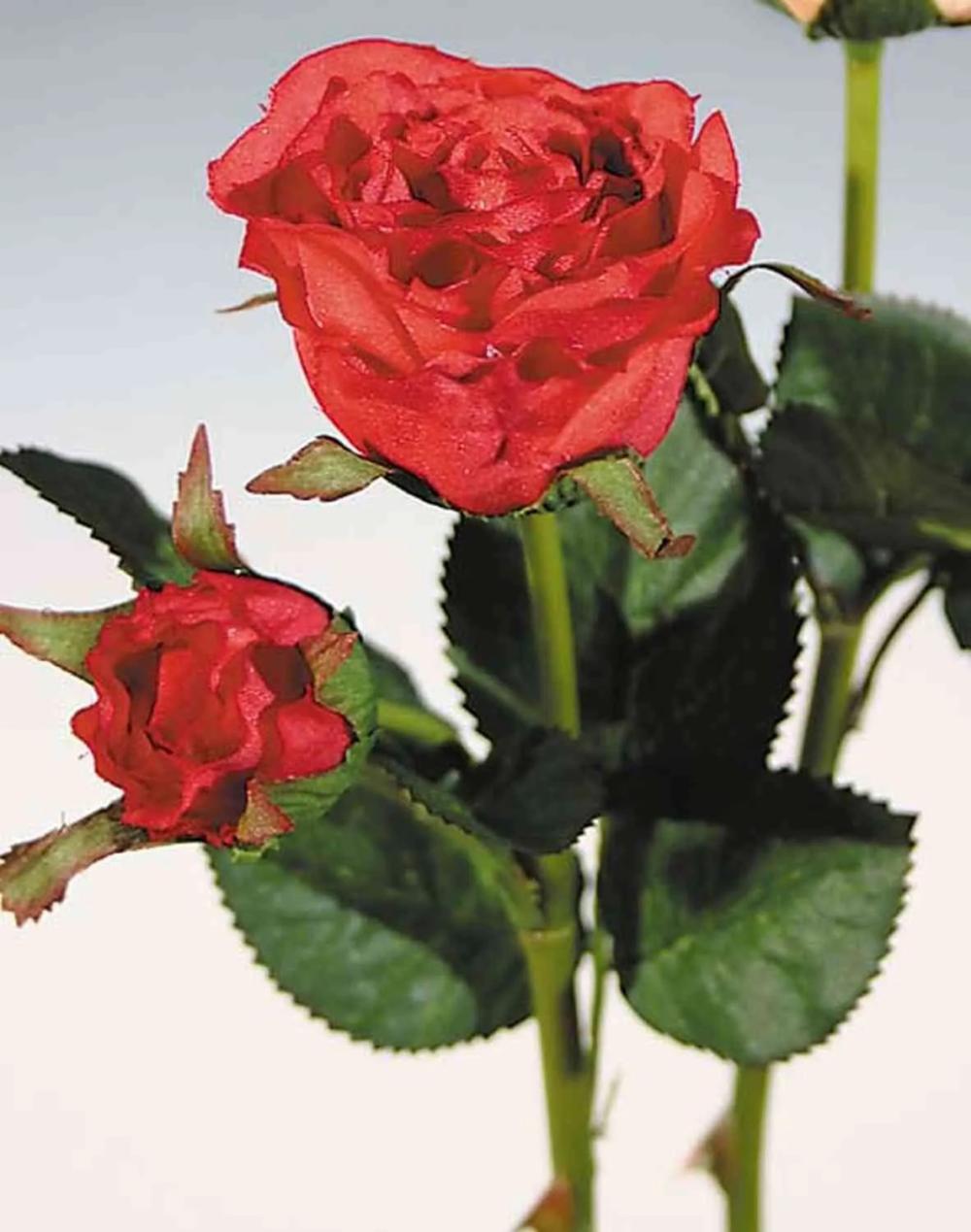 Rose | Artificial Rose Queenie, Red, 12"/30Cm, Ø1.2"-2"/3-5Cm Artificial Flowers Red