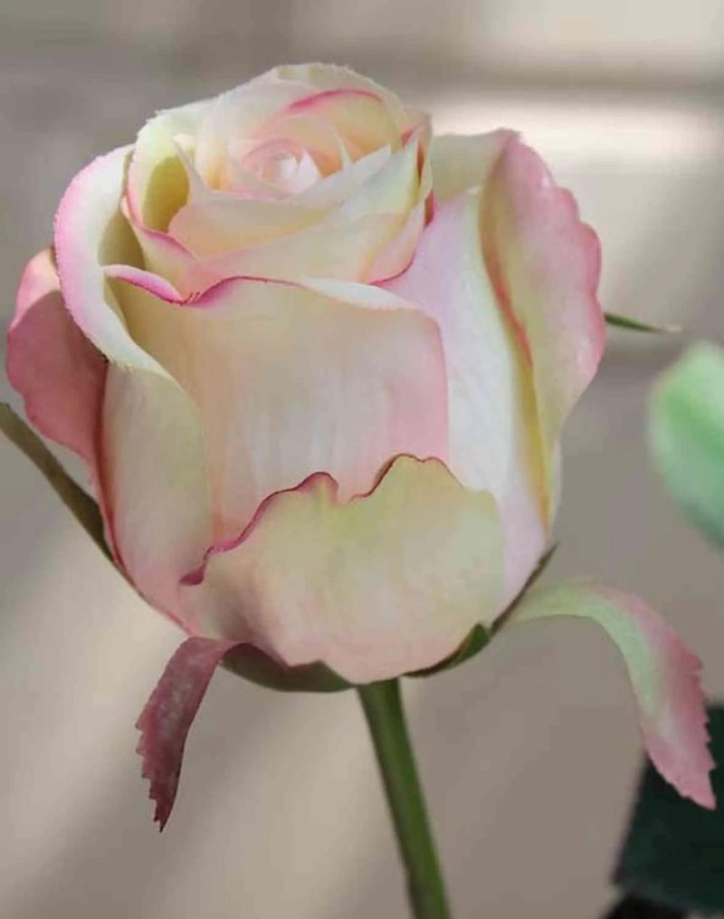 Rose | Artificial Rose Sapina, Yellow-Pink, 24"/60Cm, Ø2.4"/6Cm Artificial Flowers Rose