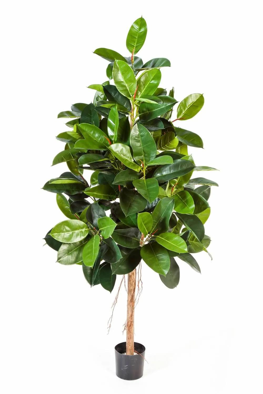 Rubber trees | Artificial Rubber Tree Devi, Natural Stem, Green, 7Ft/210Cm Artificial Trees Green