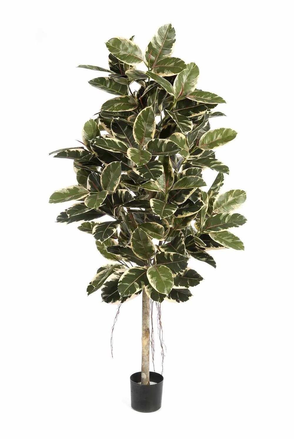 Rubber trees | Artificial Rubber Tree Devi, Natural Stem, Green-White, 6Ft/180Cm Artificial Trees Green