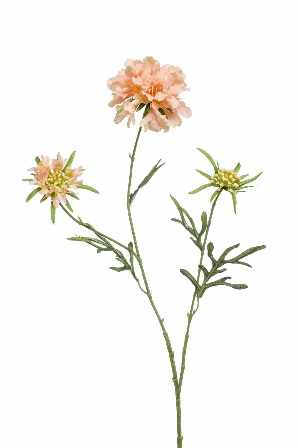 Scabiosa | Artificial Scabiosa Marua, Peach, 31"/80 Cm Artificial Flowers Orange