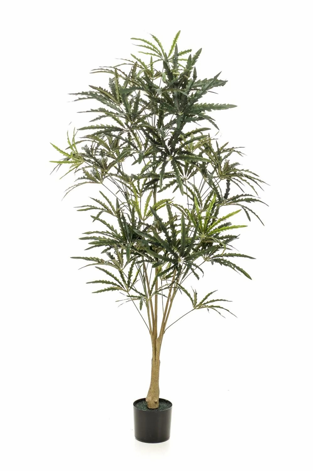 Schefflera | Artificial Finger Aralia Kazuki, Artificial Trunk, Green, 5Ft/145Cm Artificial Plants Green