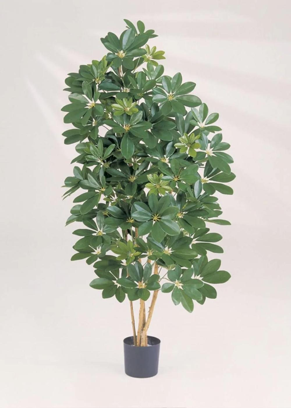 Schefflera | Artificial Schefflera Samantha, Real Stems, Green, 4Ft/110Cm Artificial Trees Green