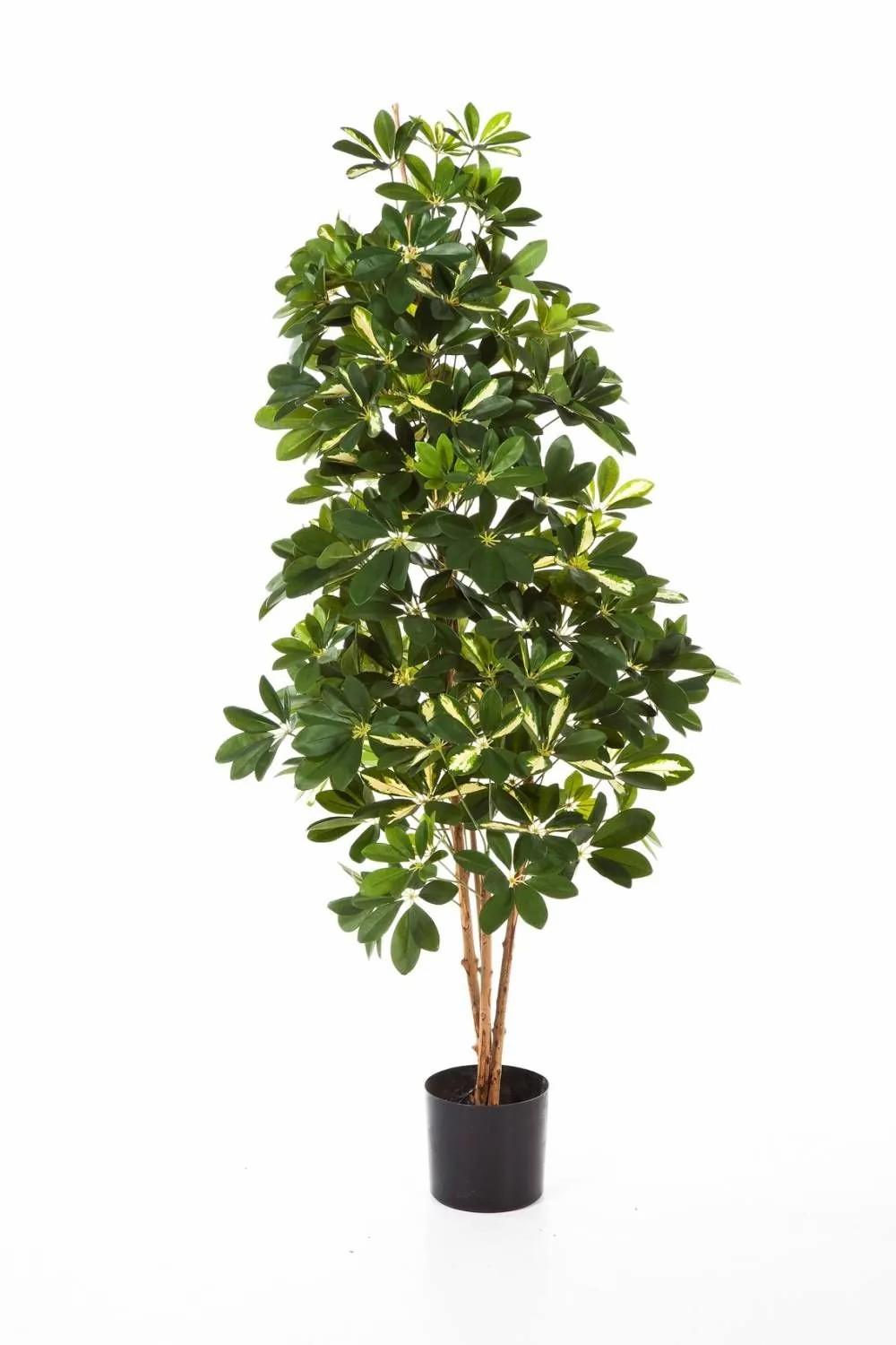 Schefflera | Artificial Schefflera Samantha, Real Stems, Green-White, 31"/80Cm Artificial Trees Schefflera