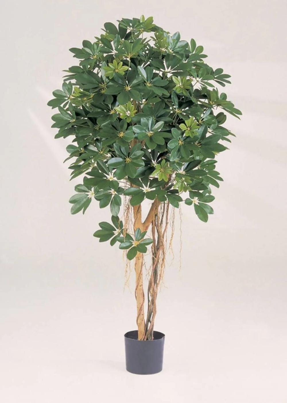 Schefflera | Artificial Schefflera Sienna, Real Stems, Green, 6Ft/170Cm Artificial Trees Green