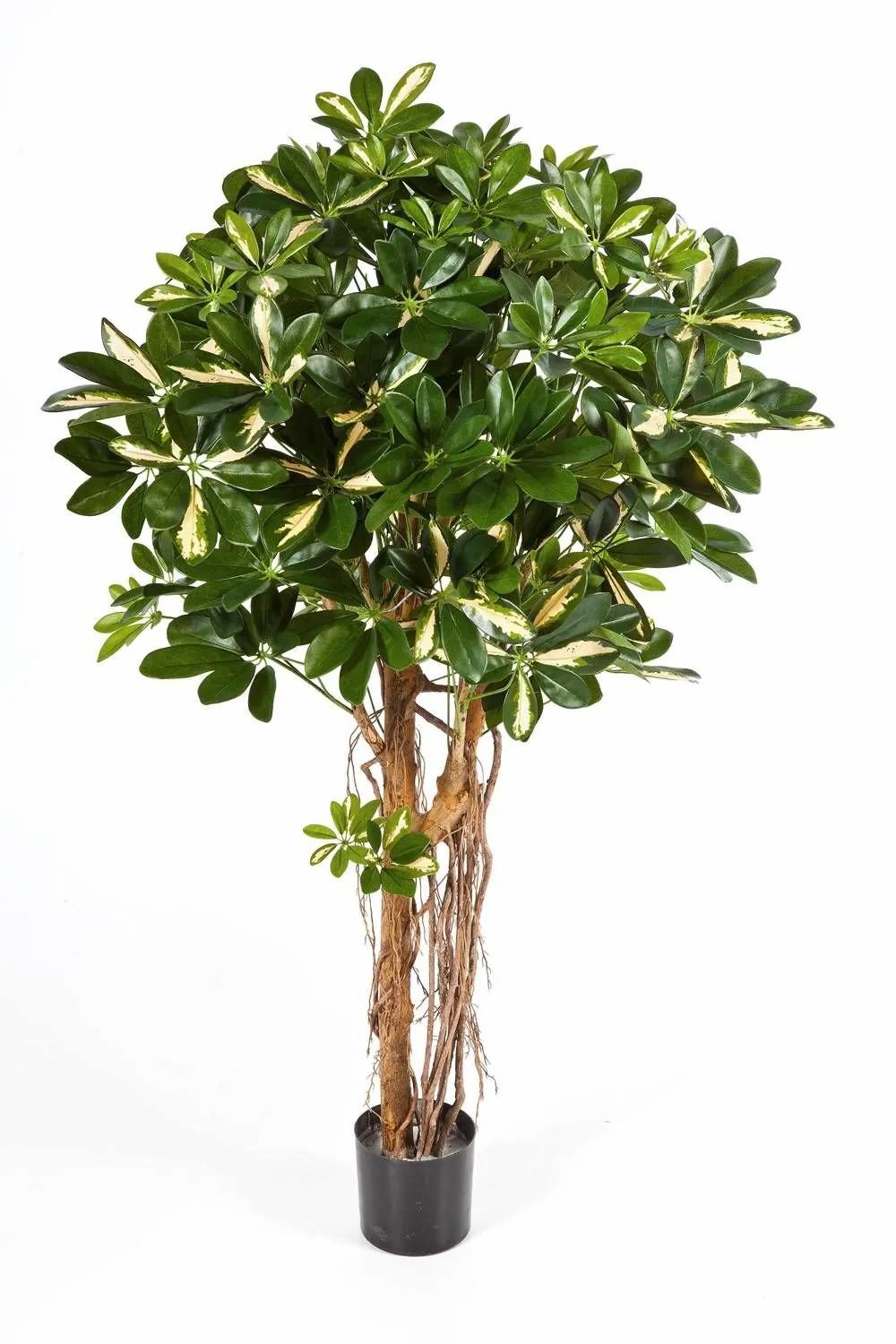 Schefflera | Artificial Schefflera Sienna, Real Stems, Green-White, 4Ft/110Cm Artificial Trees Schefflera