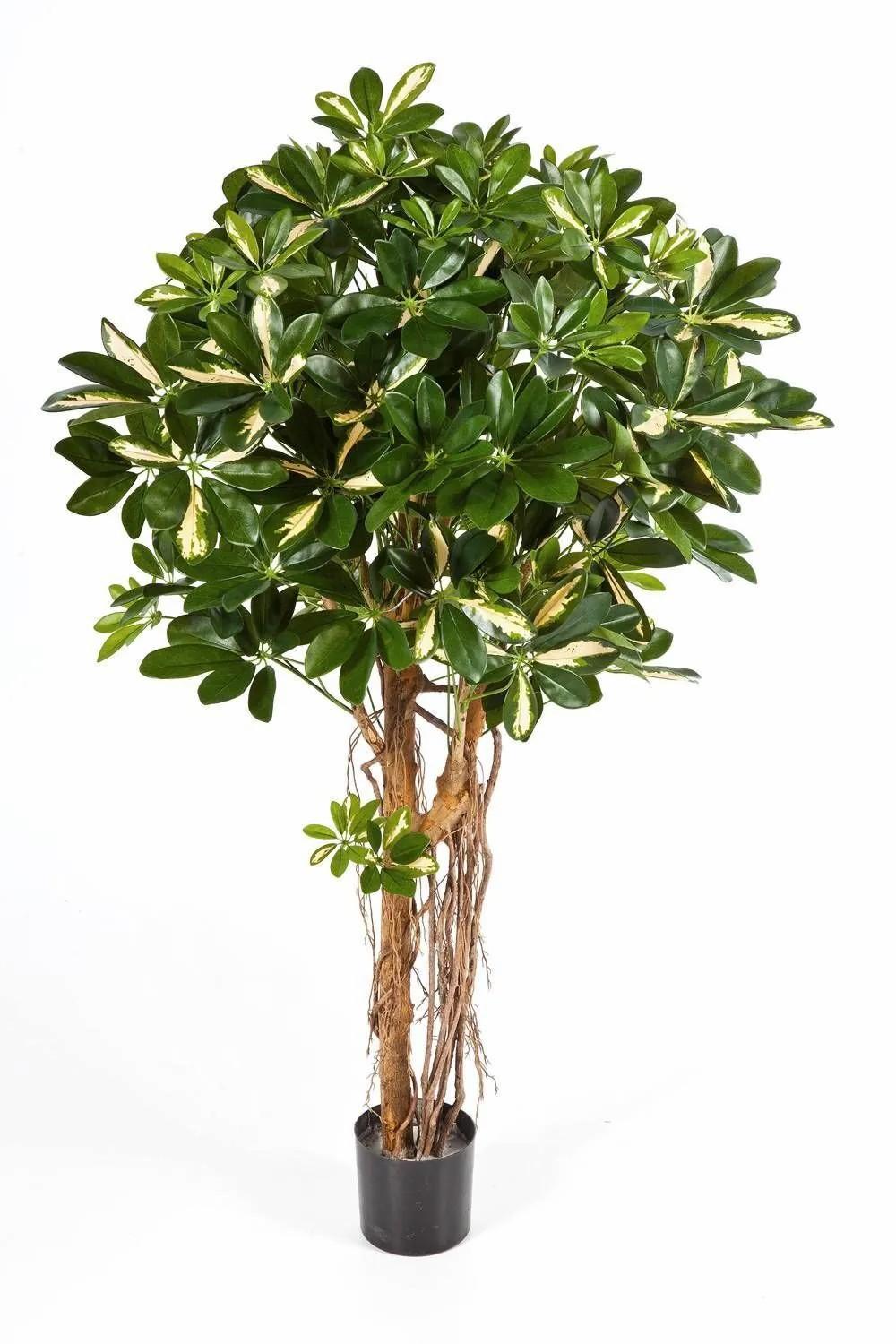 Schefflera | Artificial Schefflera Sienna, Real Stems, Green-White, 5Ft/140Cm Artificial Trees Schefflera