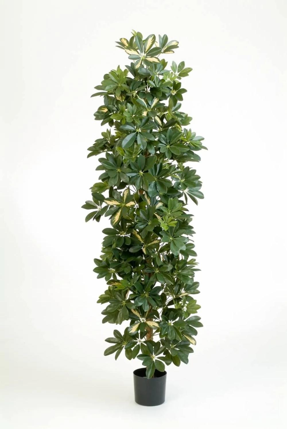 Schefflera | Fake Schefflera Andrew, Natural Stems, Green-White, 6Ft/180Cm Artificial Trees Schefflera