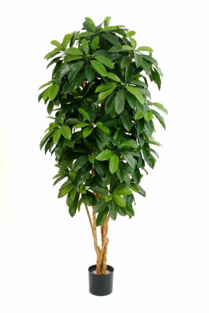 Schefflera | Fake Schefflera Maddison, Natural Stems, Green, 5Ft/140Cm Artificial Trees Green