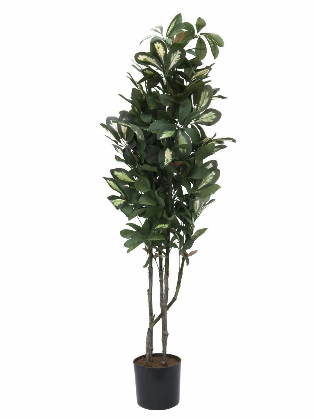 Schefflera | Plastic Schefflera Pamina, Artificial Stems, Green-White, 3Ft/90Cm Artificial Trees Schefflera