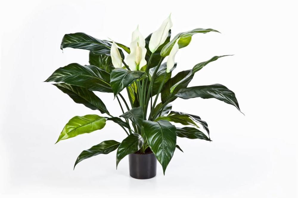 Spathiphyllum | Fake Spathiphyllum Abby, With Flowers, White, 30"/75Cm Artificial Plants Spathiphyllum