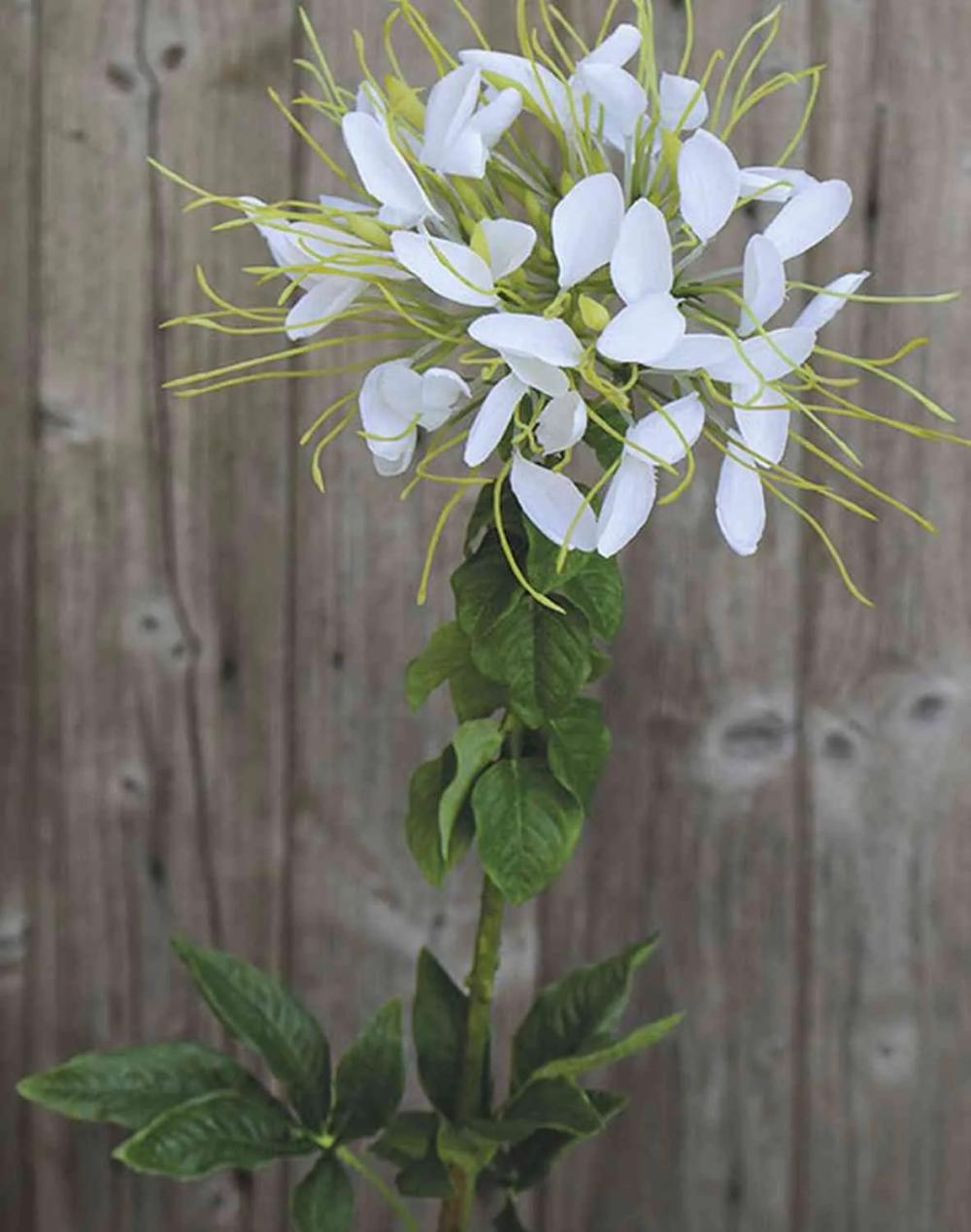 Spider flower | Artificial Spider Flower Hildegard, White, 33"/85Cm Artificial Flowers Spider flower