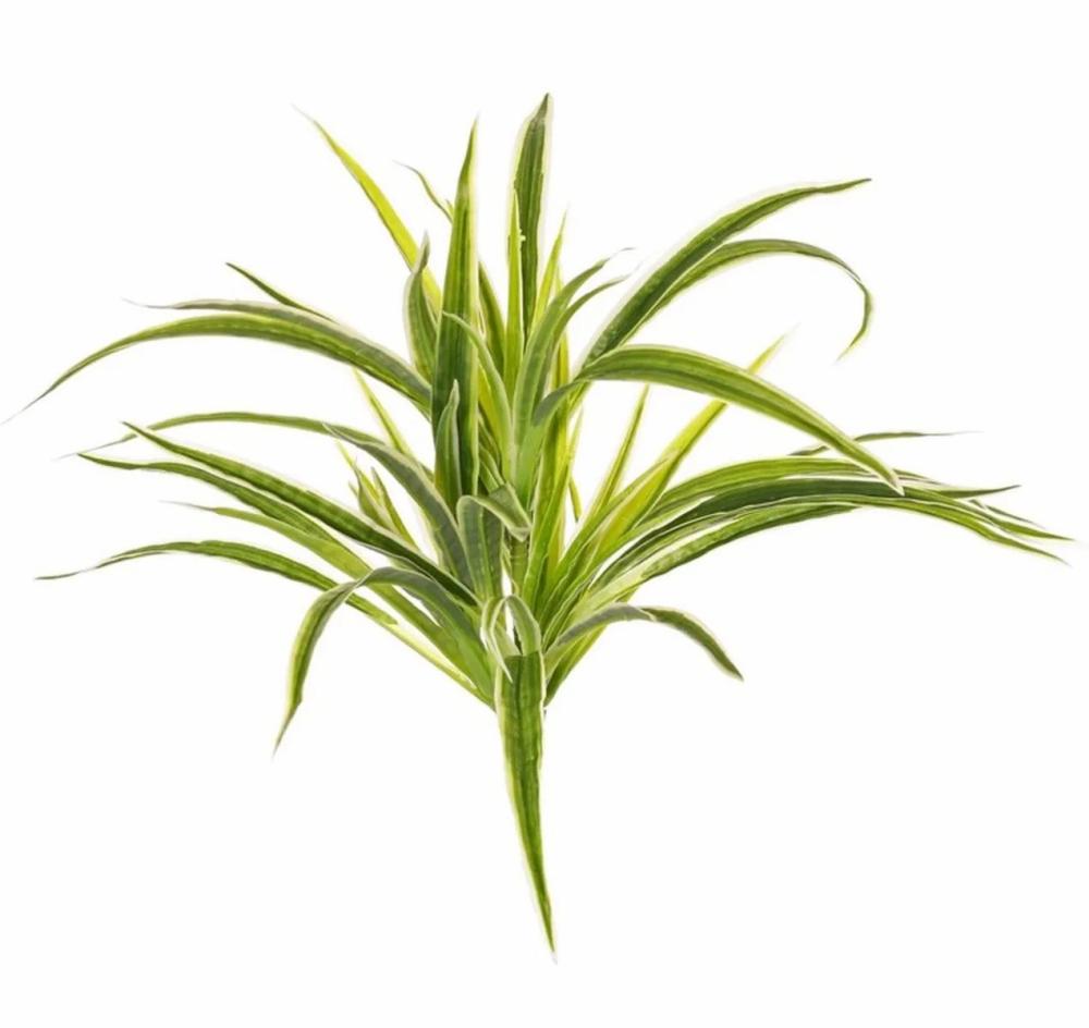 Spider plant | Fake Green Lily Tasmin On Spike, Green-White, 14"/35Cm Artificial Plants Green