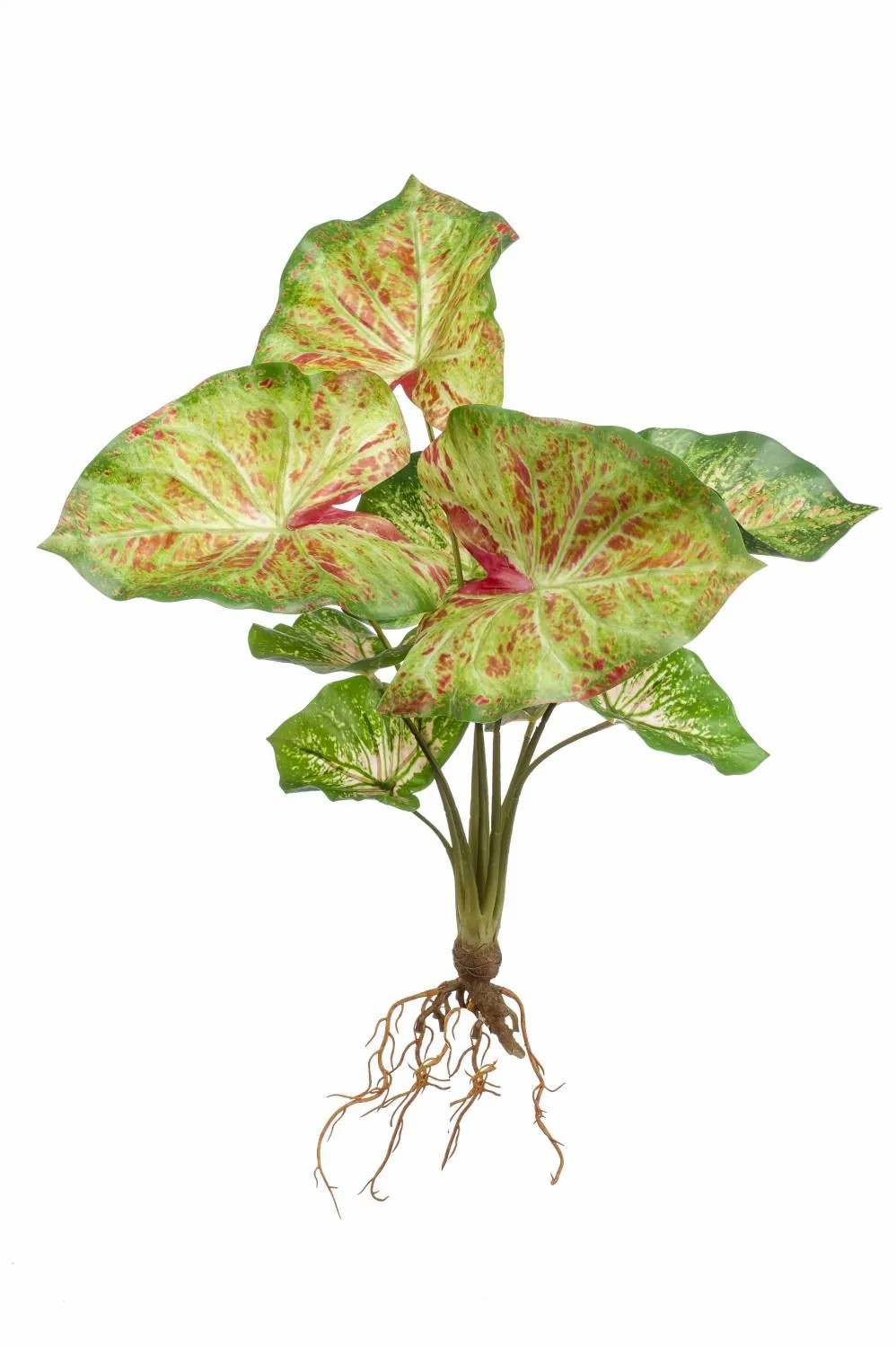 Syngonium | Artificial Syngonium Podophyllum Akayu, Stick, Roots, Green-Red, 16"/40 Cm Artificial Plants Green