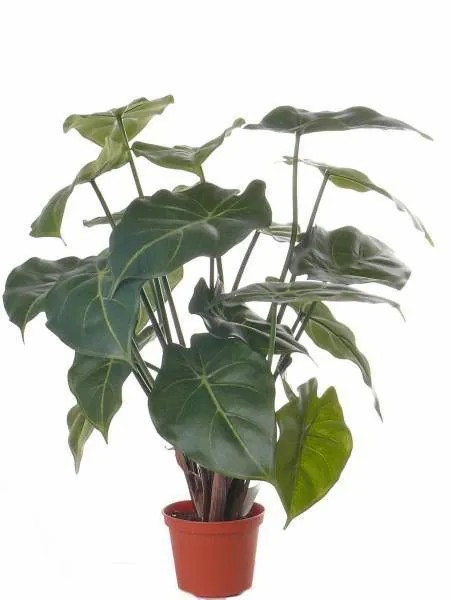 Syngonium | Fake Syngonium Perami, Green, 18"/45Cm Artificial Plants Green