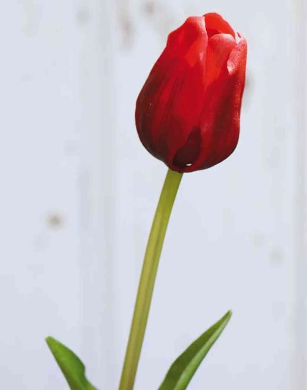 Tulip | Artificial Tulip Lona, Red, 18"/45Cm, Ø1.6"/4Cm Artificial Flowers Red