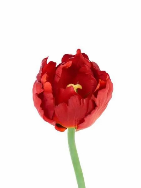 Tulip | Fake Parrot Tulip Laara, Red-Orange, 10"/25Cm, Ø2.8"/7Cm Artificial Flowers Red