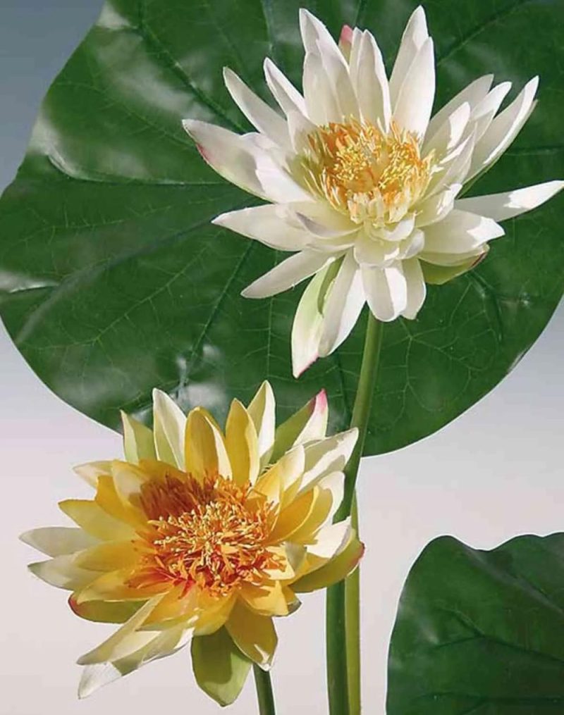 Water lilies | Artificial Water Lily Neele, Yellow-Orange, 26"/65Cm Artificial Flowers Water lilies