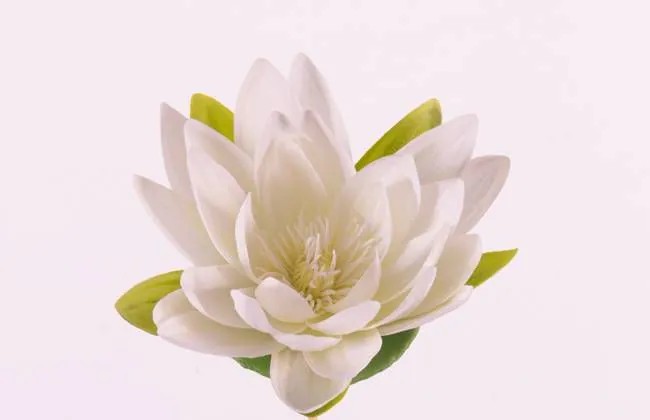 Water lilies | Fake Water Lily Scilla, Floating, Cream, 1.6"/4Cm, Ø6"/16Cm Artificial Flowers Water lilies