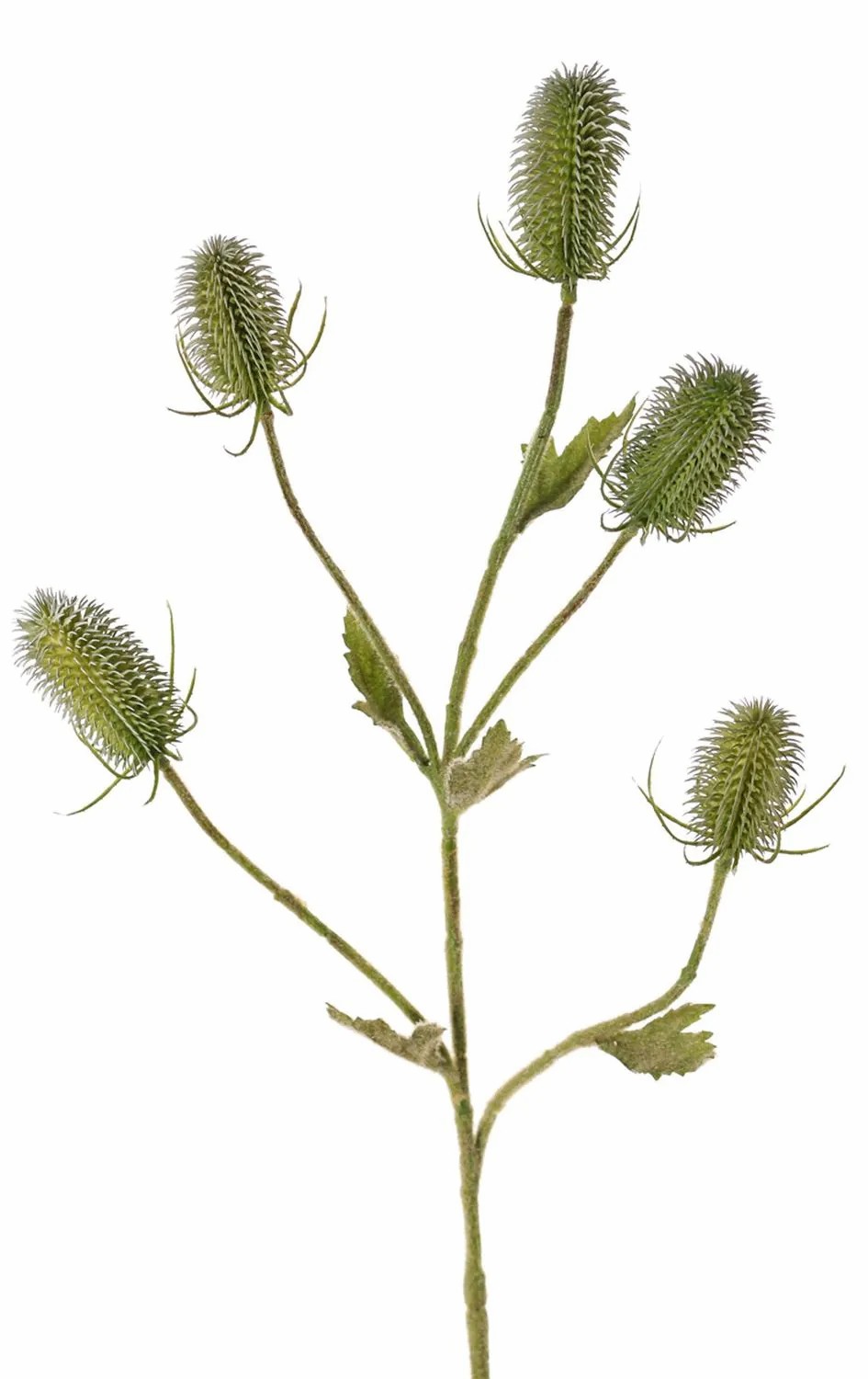 Wild teasel | Fake Wild Teasel Spray (Dipsacus) Kastania, Green, 3Ft/90Cm Artificial Flowers Green