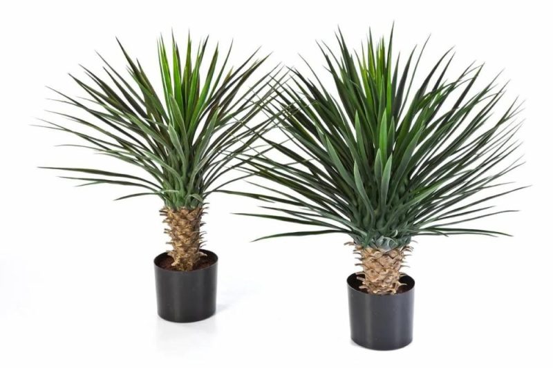 Yucca palm | Artificial Bushy Yucca Rostrata Raffaela, 31"/80Cm Artificial Palms Green