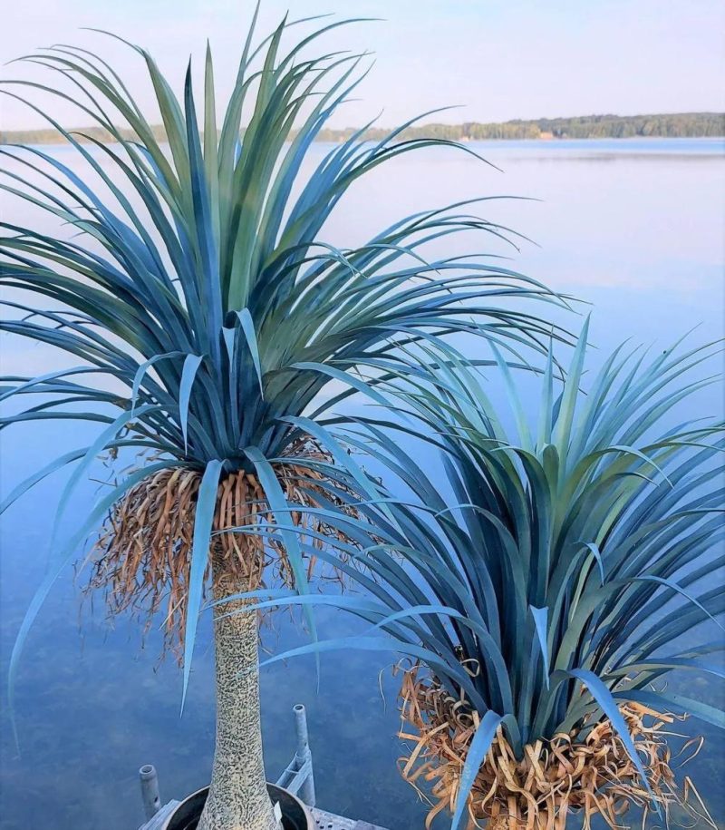 Yucca palm | Artificial Yucca Rostrata Hardin, Decorative Pot, 4Ft/120Cm Artificial Palms Green