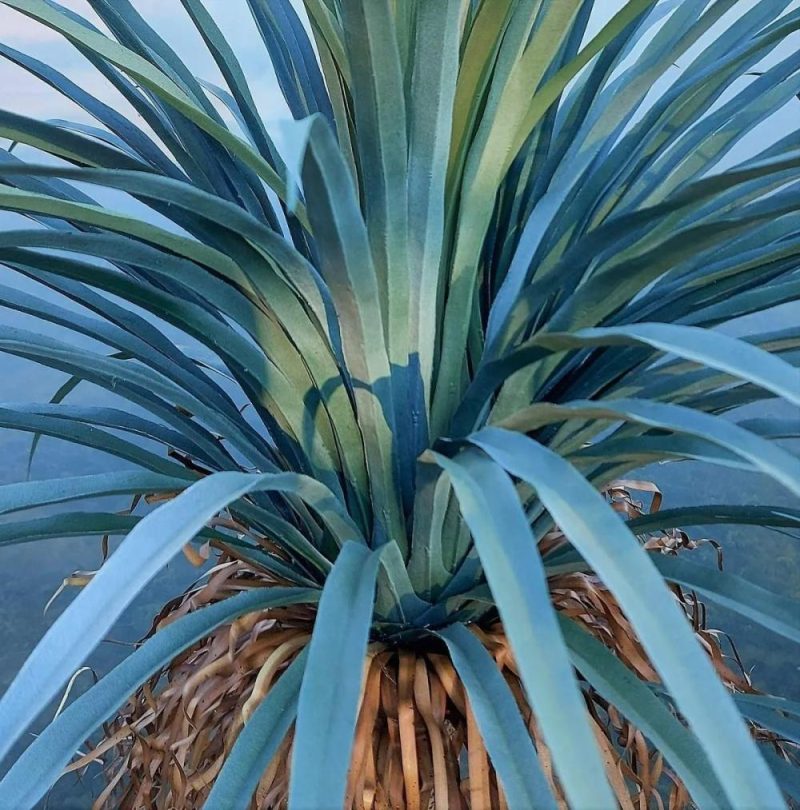 Yucca palm | Artificial Yucca Rostrata Hardin, Decorative Pot, 4Ft/120Cm Artificial Palms Green