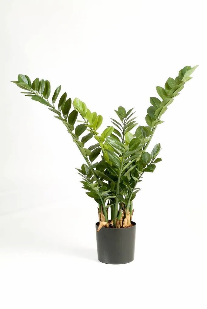 Zamioculcas | Artificial Zamioculcas Zamiifolia Akono, Green, 3Ft/100Cm Artificial Plants Green