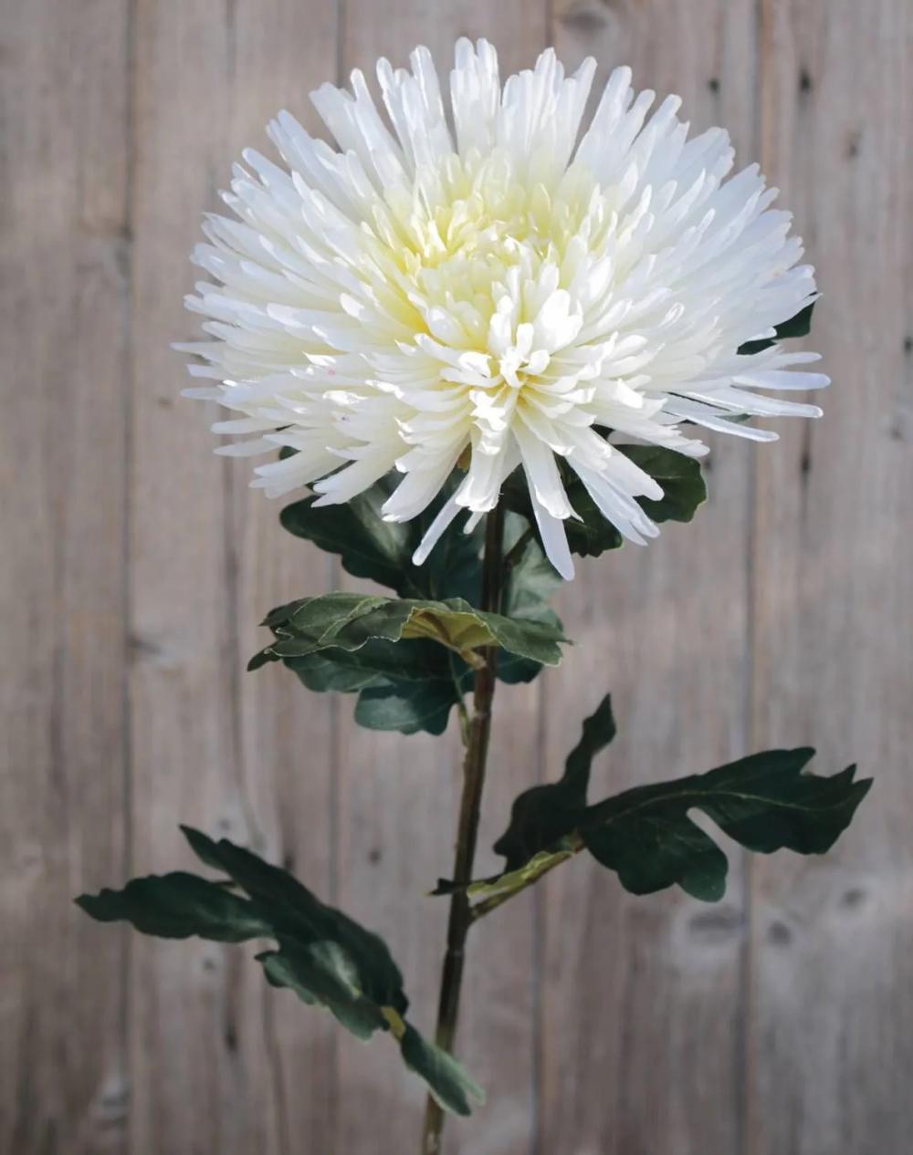 Chrysanthemum | Artificial Chrysanthemum Nandor, Cream-White, 3Ft/90Cm, Ø7.1"/18Cm Artificial Flowers Chrysanthemum